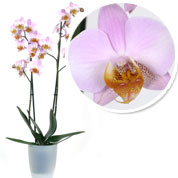 Orchide Rose + Cache pot Transparent